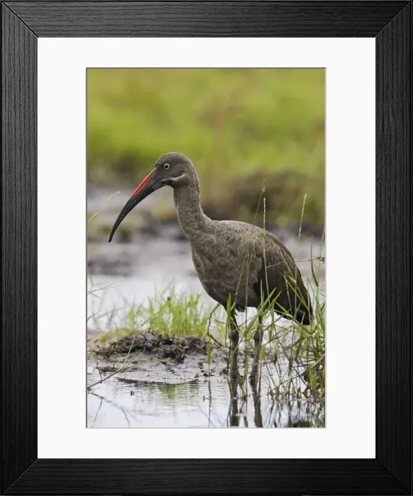 Framed Print : ibis hadada Hadada Ibis Bostrychia hagedash Framed Print : ibis hadada Hadada Ibis Bostrychia hagedash