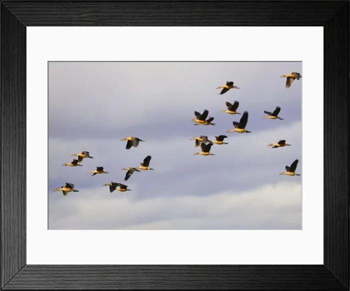 Framed Print : dendrocygne bicolore Fulvous Duck Dendrocygna bicolor Framed Print : dendrocygne bicolore Fulvous Duck Dendrocygna bicolor