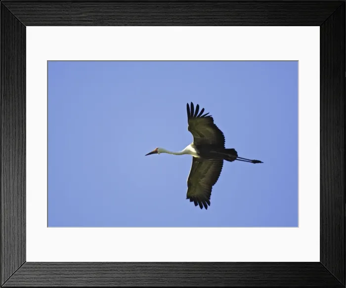 Framed Print : grue caronculee. Wattled Crane Grus carunculatus Framed Print : grue caronculee. Wattled Crane Grus carunculatus