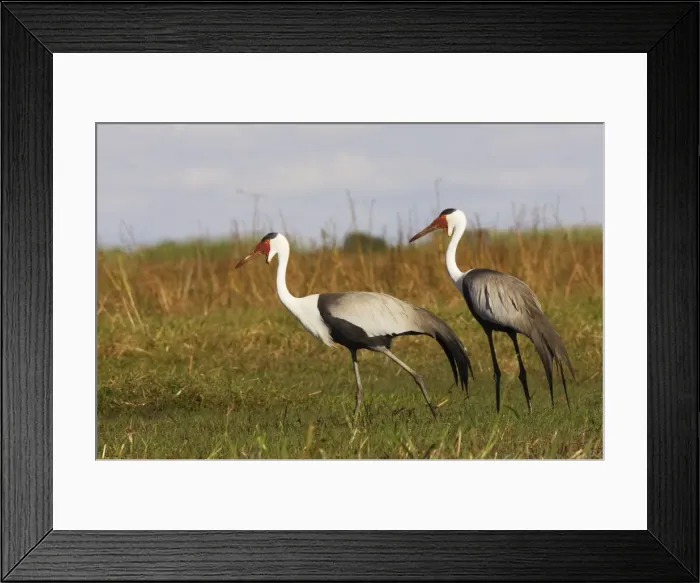 Framed Print : grue caronculee. Wattled Crane Grus carunculatus Framed Print : grue caronculee. Wattled Crane Grus carunculatus