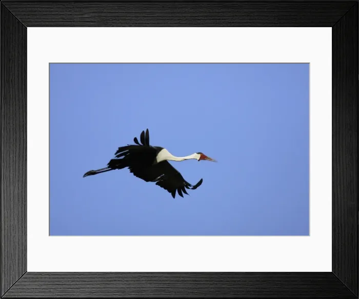 Framed Print : grue caronculee. Wattled Crane Grus carunculatus Framed Print : grue caronculee. Wattled Crane Grus carunculatus