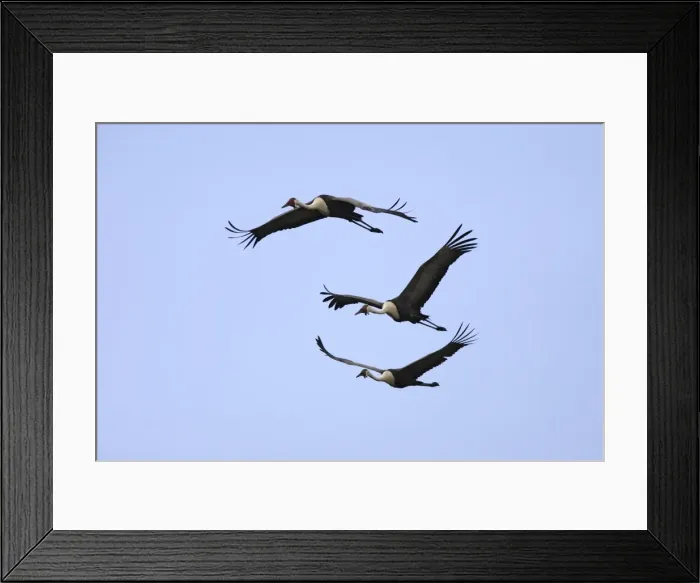 Framed Print : grue caronculee. Wattled Crane Grus carunculatus Framed Print : grue caronculee. Wattled Crane Grus carunculatus