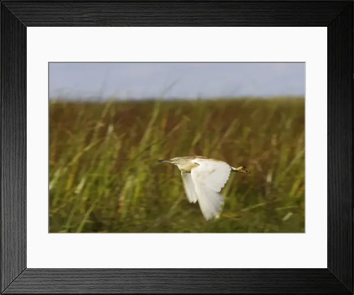 Framed Print : heron crabier ou crabier chevelu Squacco Heron Ardeola ralloides Framed Print : heron crabier ou crabier chevelu Squacco Heron Ardeola ralloides