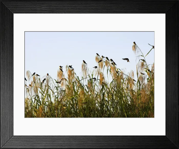 Framed Print : Hirondelle de rivage. Dortoir dans roseax Sand Martin Riparia riparia Framed Print : Hirondelle de rivage. Dortoir dans roseax Sand Martin Riparia riparia
