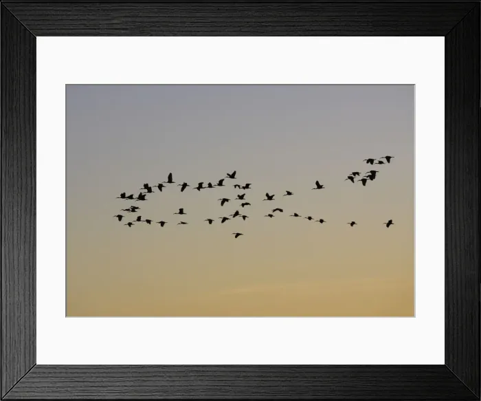 Framed Print : ibis falcinelle Glossy Ibis Plegadis falcinellus