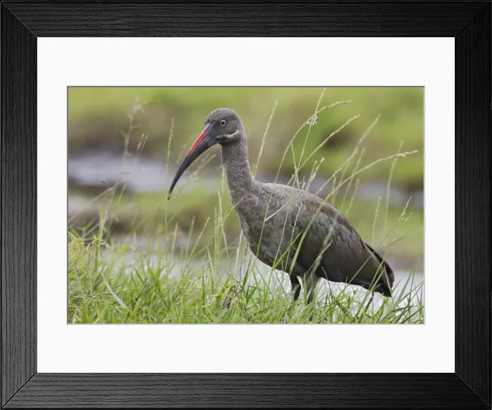 Framed Print : Hadada Ibis Framed Print : Hadada Ibis