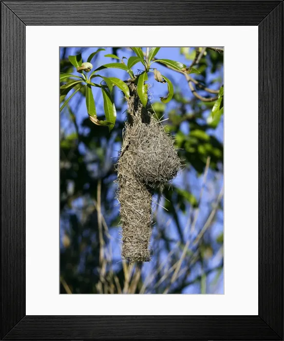 Framed Print : Nid de Tisserin a lunettes Spectacled Weavers nest Ploceus ocularis Nid de Tisserin lunettes Spectacled Weavers nest Ploceus ocularis