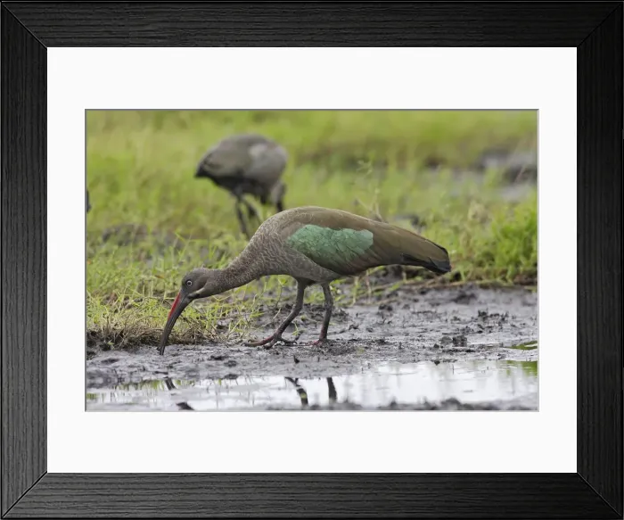 Framed Print : ibis hadada Hadada Ibis Bostrychia hagedash Framed Print : ibis hadada Hadada Ibis Bostrychia hagedash