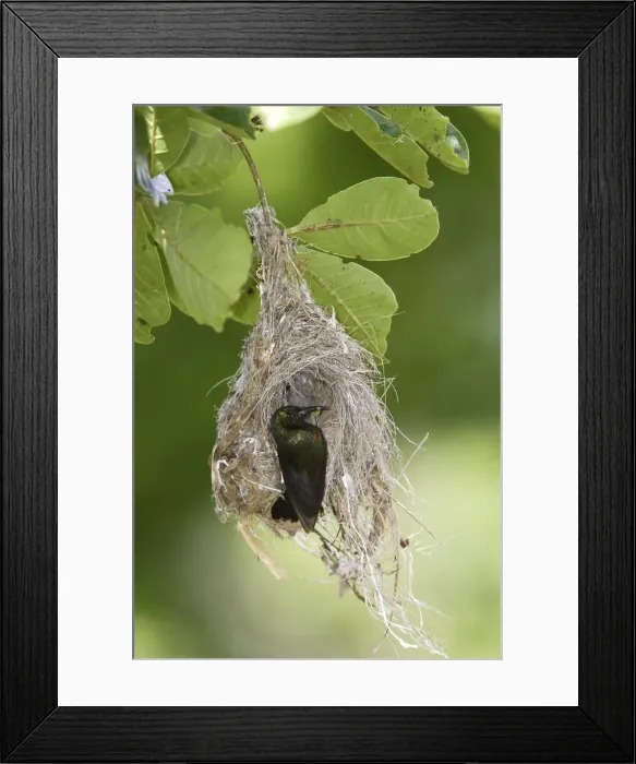 Framed Print : Nid de Souimanga amethyste + male nest of Amethyst Sunbird (Nectarinia amethystina) Chalcomitra amethystina Framed Print : Nid de Souimanga amethyste + male nest of Amethyst Sunbird (Nectarinia amethystina) Chalcomitra amethystina