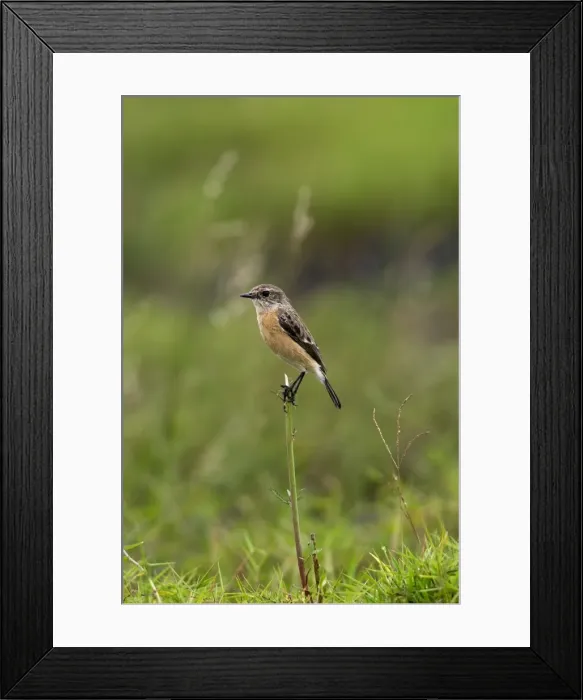 Framed Print : traquet patre femelle Common Stonechat Saxicola torquat Framed Print : traquet patre femelle Common Stonechat Saxicola torquat
