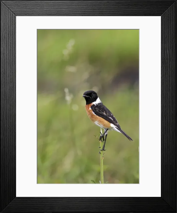 Framed Print : traquet patre male Common Stonechat Saxicola torquata Framed Print : traquet patre male Common Stonechat Saxicola torquata