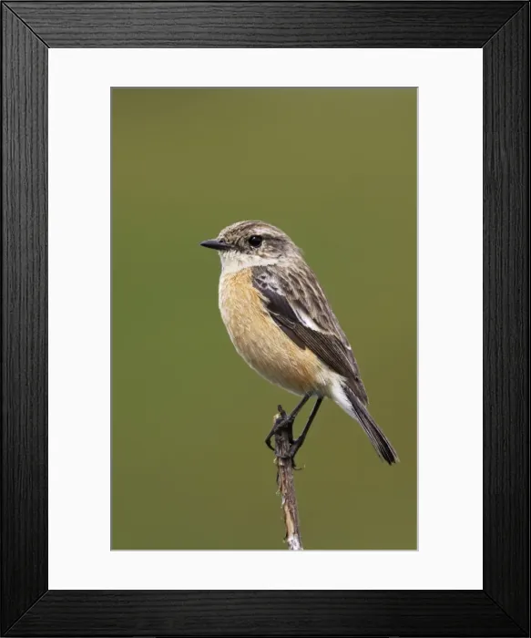 Framed Print : traquet patre femelle Common Stonechat Saxicola torquat Framed Print : traquet patre femelle Common Stonechat Saxicola torquat