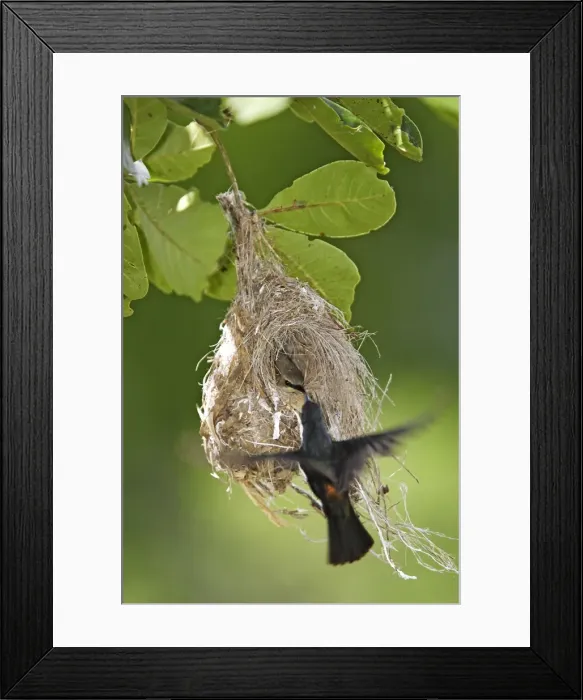 Framed Print : Nid de Souimanga amethyste + male nest of Amethyst Sunbird (Nectarinia amethystina) Chalcomitra amethystina Framed Print : Nid de Souimanga amethyste + male nest of Amethyst Sunbird (Nectarinia amethystina) Chalcomitra amethystina