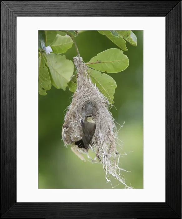 Framed Print : Nid de Souimanga amethyste + femelle nest of Amethyst Sunbird (Nectarinia amethystina) Chalcomitra amethystina Framed Print : Nid de Souimanga amethyste + femelle nest of Amethyst Sunbird (Nectarinia amethystina) Chalcomitra amethystina
