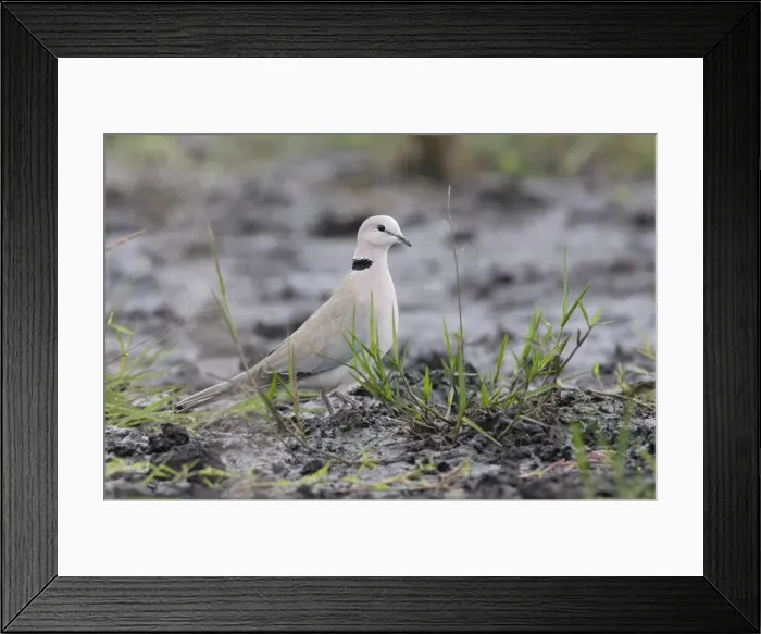 Framed Print : tourterelle du Cap Framed Print : tourterelle du Cap