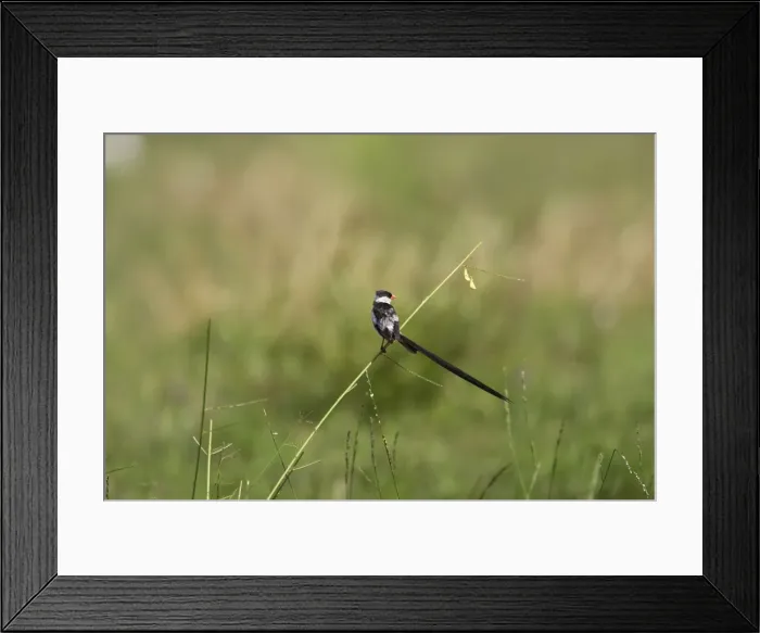 Framed Print : veuve dominicaine male Pin-tailed Whydah Vidua macroura