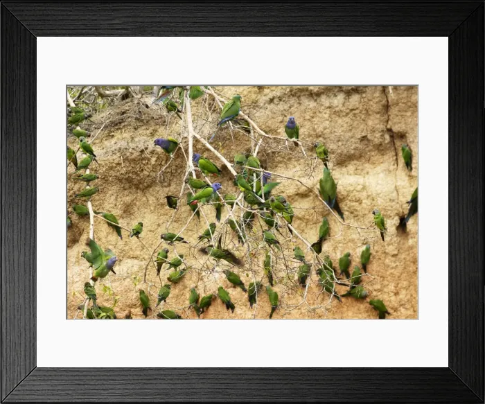 Framed Print : conure de Weddell Framed Print : conure de Weddell