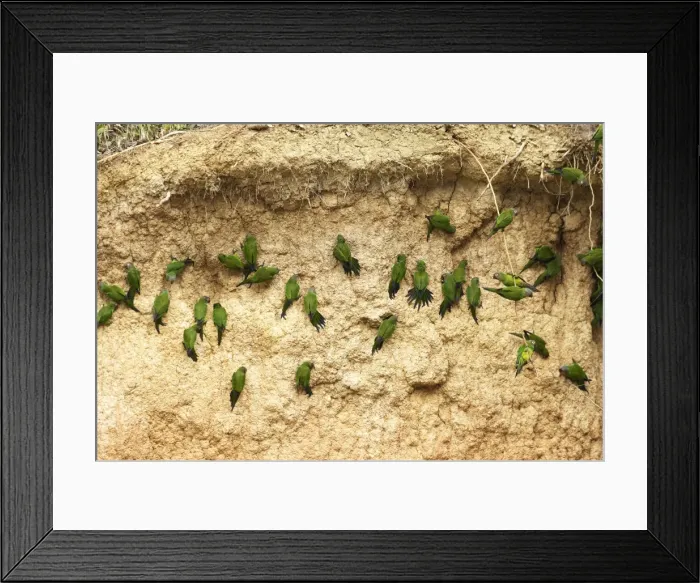 Framed Print : conure de Weddell Framed Print : conure de Weddell