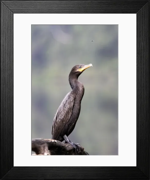 Framed Print : Cormoran vigua sur le lac Sandoval. Perou. Amazonie Framed Print : Cormoran vigua sur le lac Sandoval. Perou. Amazonie