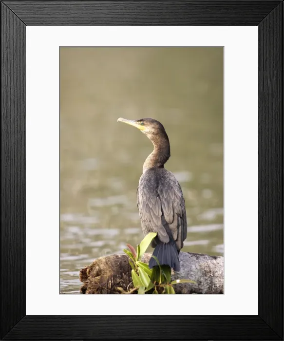 Framed Print : Cormoran vigua sur le lac Sandoval. Perou