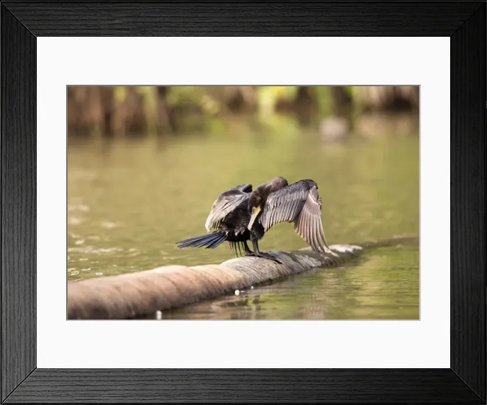 Framed Print : Cormoran vigua sur le lac Sandoval. Perou Framed Print : Cormoran vigua sur le lac Sandoval. Perou