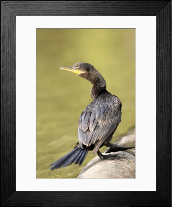 Framed Print : Cormoran vigua sur le lac Sandoval. Perou Framed Print : Cormoran vigua sur le lac Sandoval. Perou