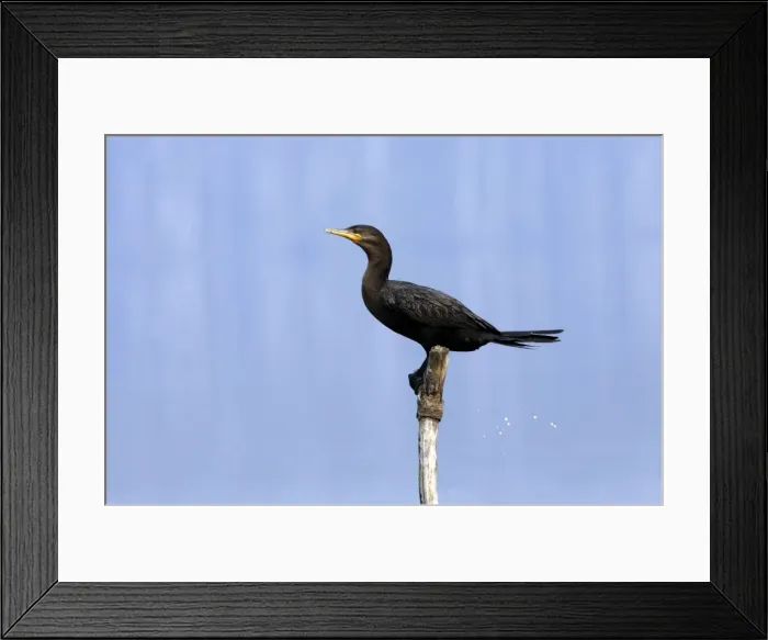 Framed Print : Cormoran vigua sur le lac Sandoval. Perou Framed Print : Cormoran vigua sur le lac Sandoval. Perou