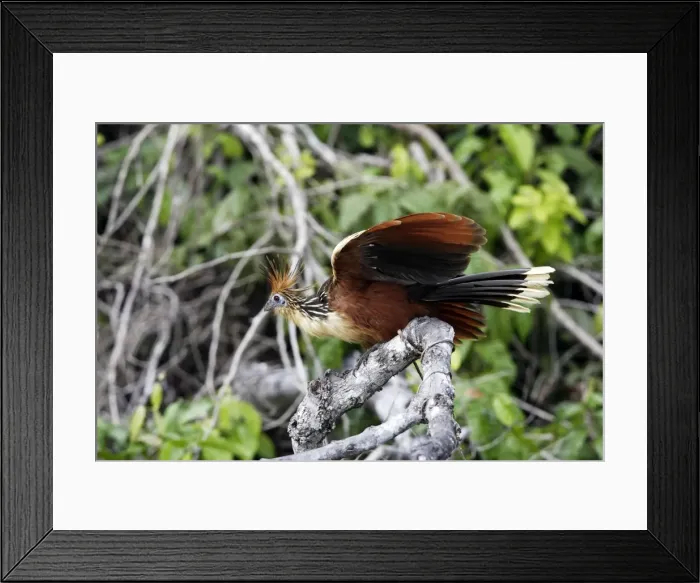Framed Print : Hoazin au bord du lac Sandoval. Perou. Amazonie Framed Print : Hoazin au bord du lac Sandoval. Perou. Amazonie