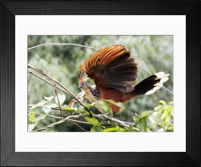 Framed Print : Hoazin au bord du lac Sandoval. Perou. Amazonie Framed Print : Hoazin au bord du lac Sandoval. Perou. Amazonie