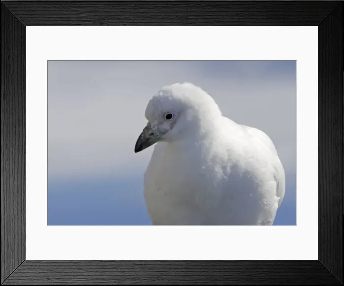 Framed Print : chionis blanc Framed Print : chionis blanc