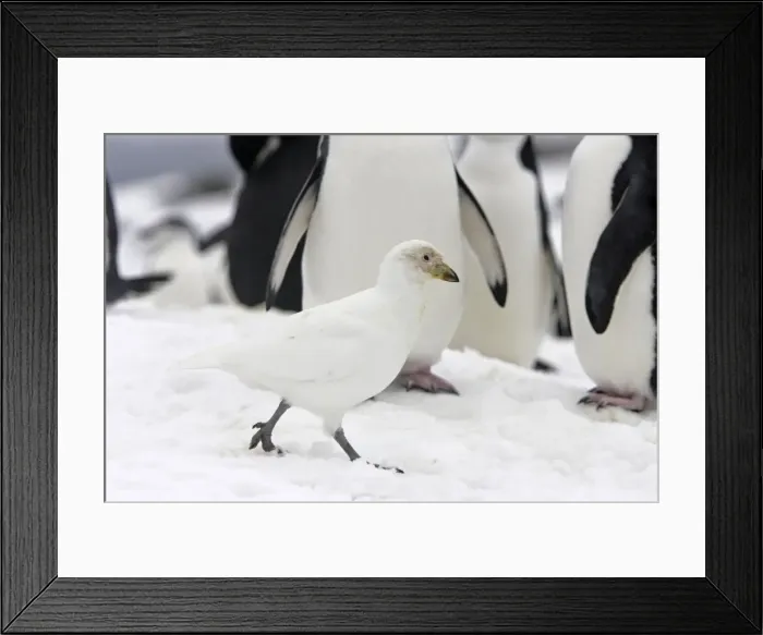 Framed Print : chionis blanc Framed Print : chionis blanc