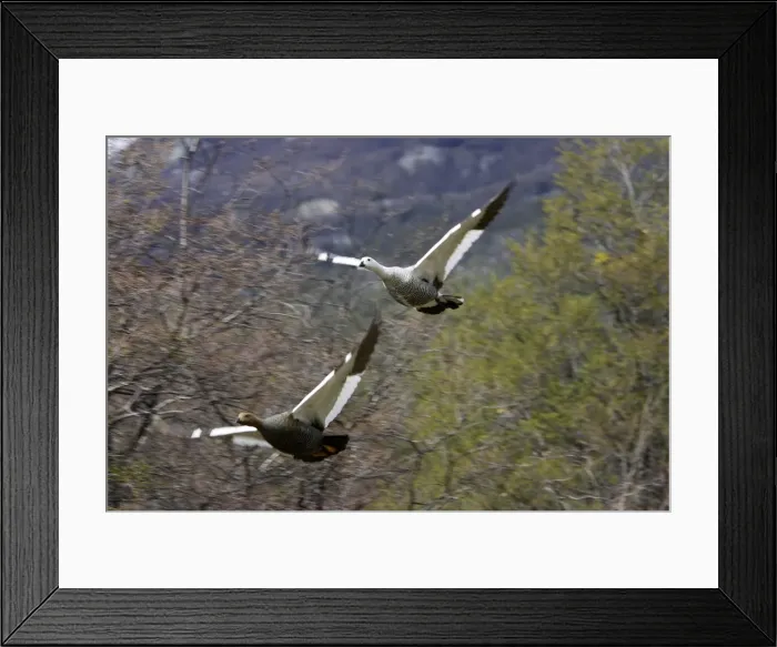 Framed Print : ouette de Magellan Framed Print : ouette de Magellan