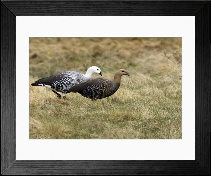 Framed Print : ouette de Magellan Framed Print : ouette de Magellan