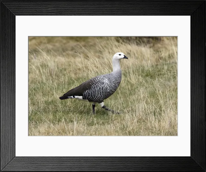 Framed Print : ouette de Magellan Framed Print : ouette de Magellan