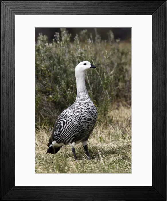Framed Print : ouette de Magellan Framed Print : ouette de Magellan