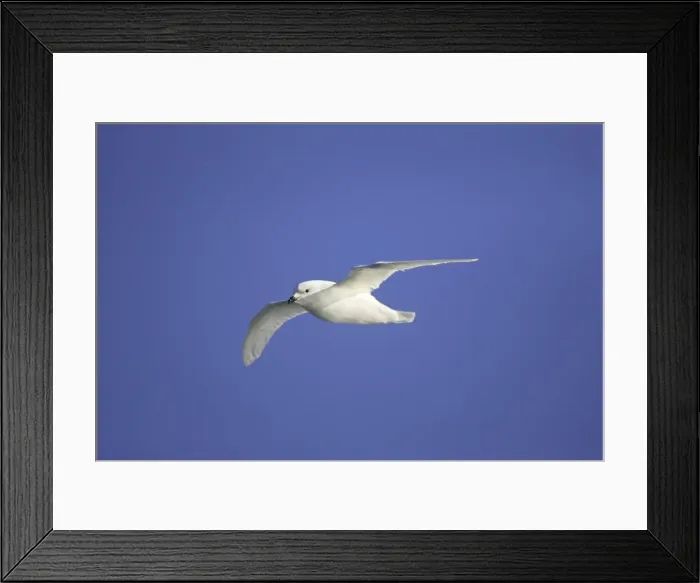 Framed Print : petrel des neiges Framed Print : petrel des neiges