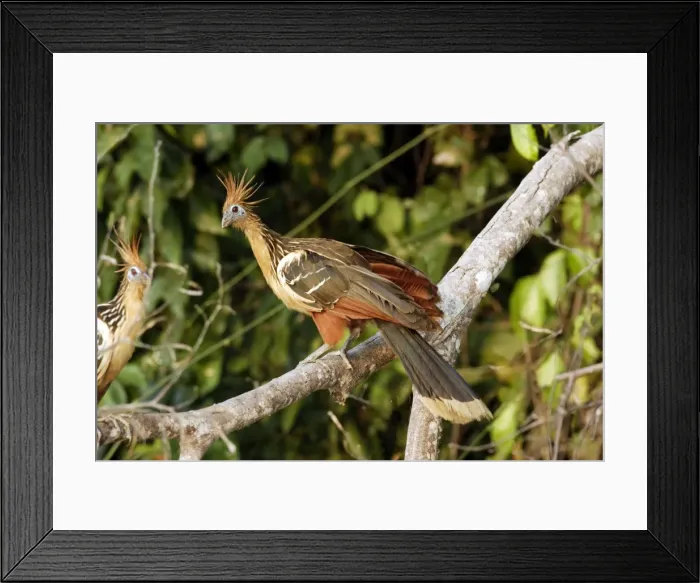 Framed Print : Hoazin au bord du lac Sandoval. Perou. Amazonie Framed Print : Hoazin au bord du lac Sandoval. Perou. Amazonie