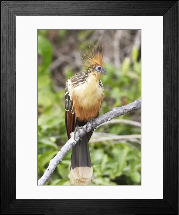 Framed Print : Hoazin au bord du lac Sandoval. Perou. Amazonie