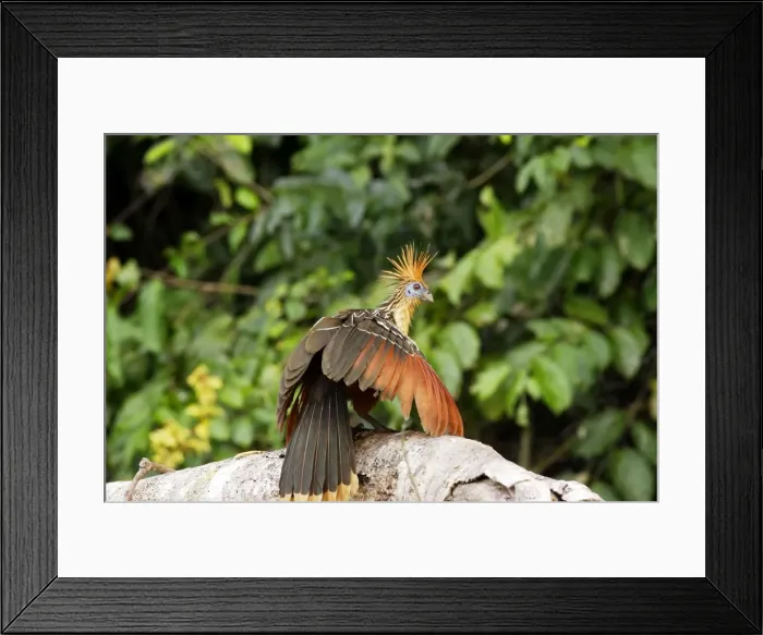 Framed Print : Hoazin au bord du lac Sandoval. Perou. Amazonie