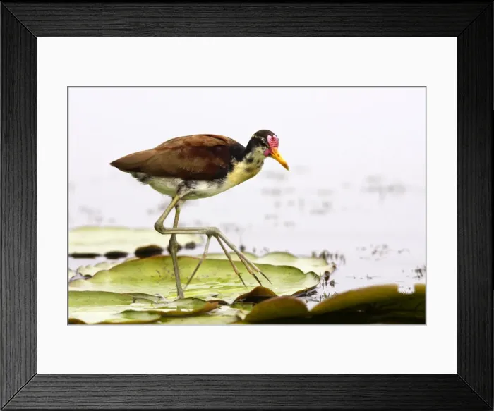 Framed Print : Jeune Jacana noir au bord du lac Sandoval. Perou Framed Print : Jeune Jacana noir au bord du lac Sandoval. Perou
