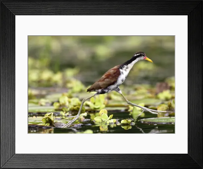 Framed Print : Jeune Jacana noir au bord du lac Sandoval. Perou Framed Print : Jeune Jacana noir au bord du lac Sandoval. Perou