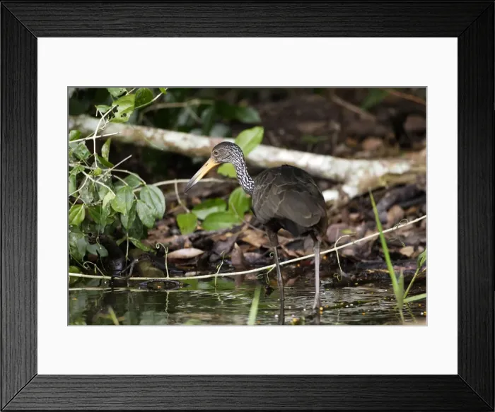 Framed Print : limpkin. WAT-13706. Limpkin. Lake Sandoval Amazon Peru Framed Print : limpkin. WAT-13706. Limpkin. Lake Sandoval Amazon Peru