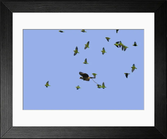 Framed Print : macagua rieur avec un serpent, entoure par des toui de Deville Framed Print : macagua rieur avec un serpent, entoure par des toui de Deville