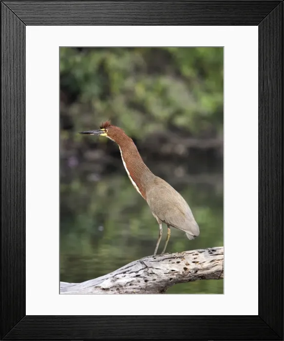 Framed Print : onore raye onore raye au bord du lac Sandoval. Perou Framed Print : onore raye onore raye au bord du lac Sandoval. Perou