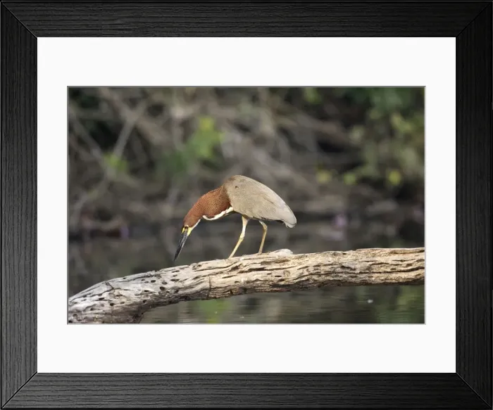 Framed Print : Onore raye au bord du lac de Sandoval (ancien meandre de la riviere Madre de Dios ) Framed Print : Onore raye au bord du lac de Sandoval (ancien meandre de la riviere Madre de Dios )