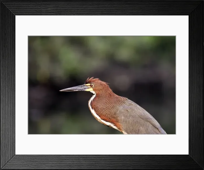 Framed Print : Onore raye au bord du lac de Sandoval (ancien meandre de la riviere Madre de Dios ) Framed Print : Onore raye au bord du lac de Sandoval (ancien meandre de la riviere Madre de Dios )