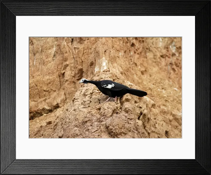 Framed Print : penelope a gorge bleue a la falaise d'argile pour manger de la terre Framed Print : penelope a gorge bleue a la falaise d'argile pour manger de la terre
