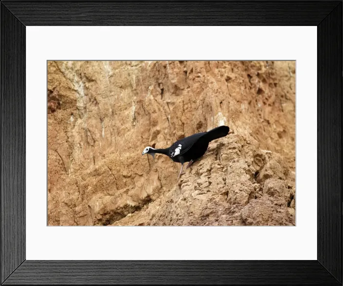 Framed Print : penelope a gorge bleue a la falaise d'argile pour manger de la terre Framed Print : penelope a gorge bleue a la falaise d'argile pour manger de la terre