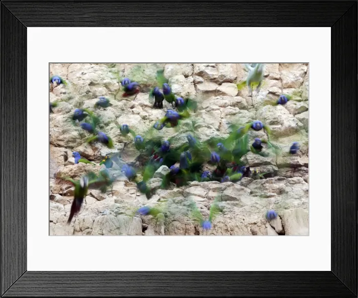Framed Print : pione a tete bleue a la falaise d'argile pour manger de la terre Framed Print : pione a tete bleue a la falaise d'argile pour manger de la terre