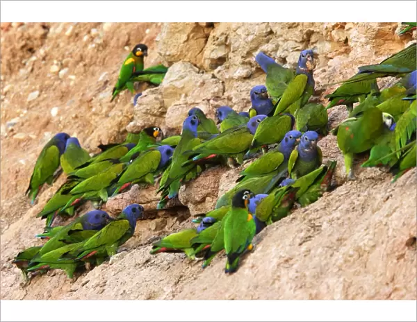 Blue Headed Pionus  /  Blue Headed Parrot Tambopata Nature Reserve Peru
